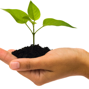 Soil in hand PNG