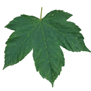 Green leaf PNG
