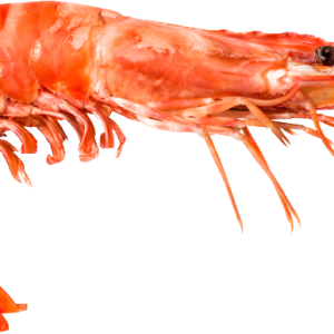 Shrimp PNG