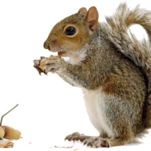 Squirrel PNG