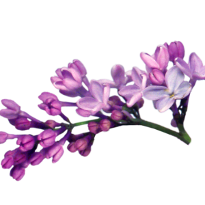 Lilac PNG