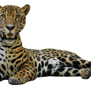 Jaguar PNG