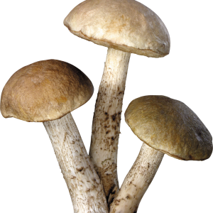 Mushroom PNG image