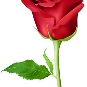 Rose PNG