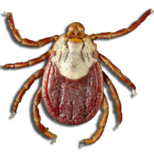 Tick insect PNG