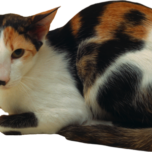 Cat PNG