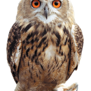Owl PNG
