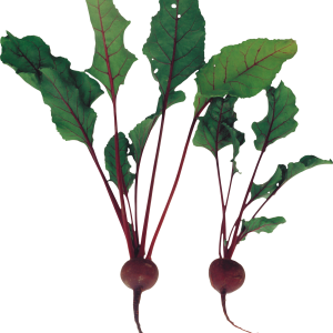 Beet PNG