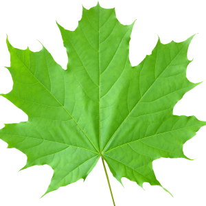 Green leaf PNG