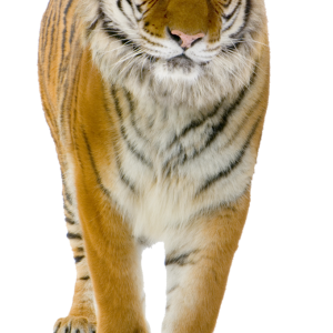 Tiger PNG image, free download, tigers