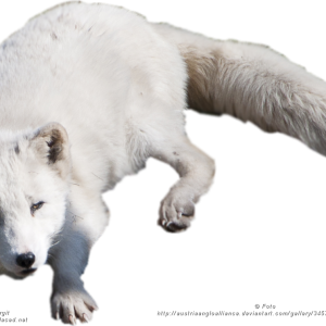 Arctic fox PNG