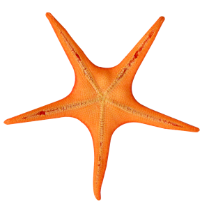 Starfish PNG