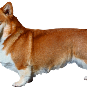 Dog PNG