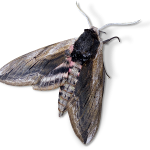 Moth PNG