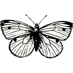 Moth PNG
