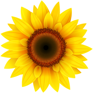 Sunflower PNG