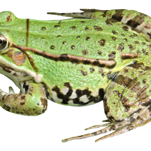 Frog PNG