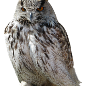 Owl PNG