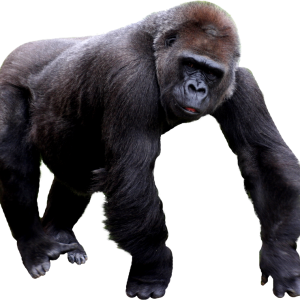 Gorilla PNG