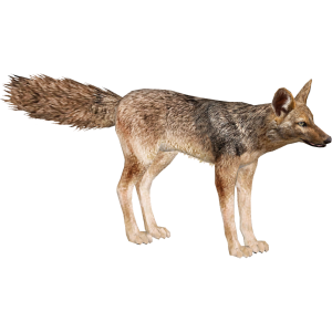 Jackal, coyote PNG