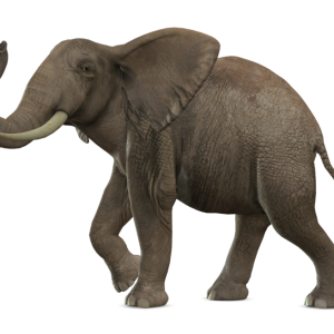 Elephant PNG