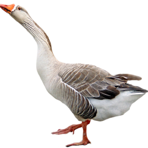 Goose PNG