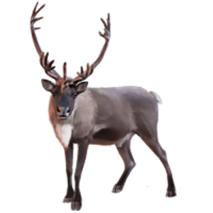 Santa Claus's reindeer PNG