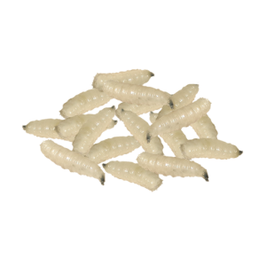 Maggots PNG