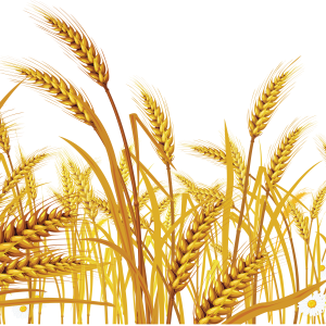 Wheat PNG