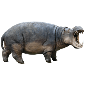 Hippo PNG
