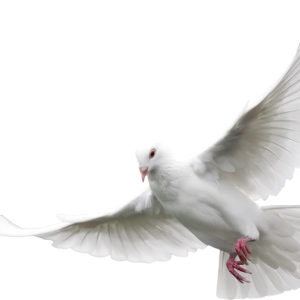 white dove pigeon PNG