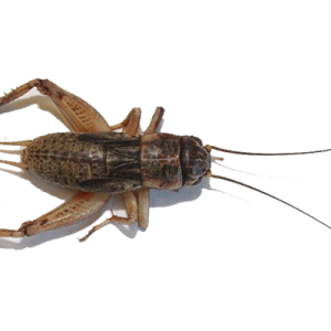 Cricket insect PNG