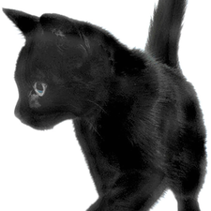 cat png image, free download picture, kitten