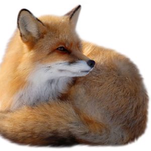 Fox PNG