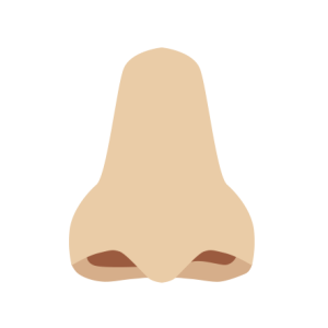 Human nose PNG