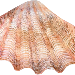 Conch PNG