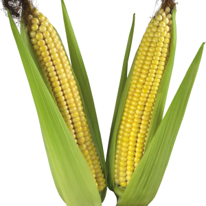 Corn PNG