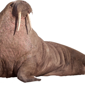 Walrus PNG image