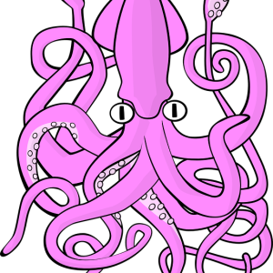 Squid PNG