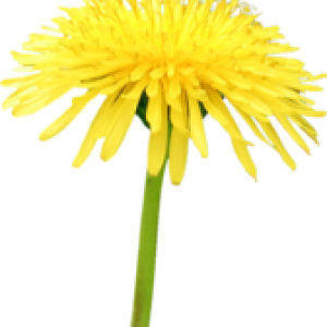 Dandelion PNG