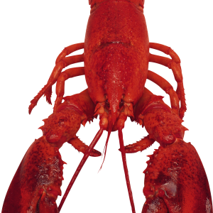 Lobster PNG