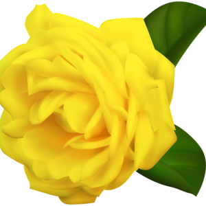 Rose PNG