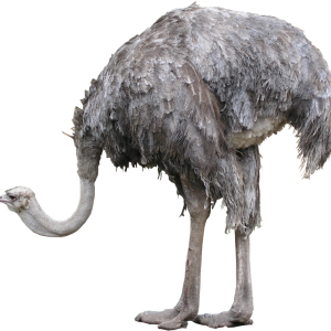 Ostrich PNG