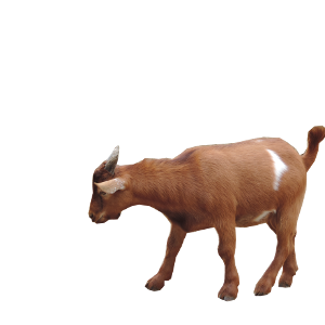 Goat PNG