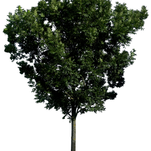 tree png image, free download, picture