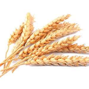 Wheat PNG