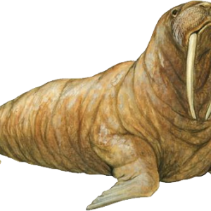 Walrus PNG