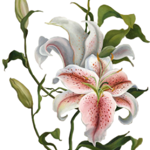 Lilium PNG