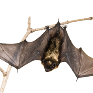 Bat PNG