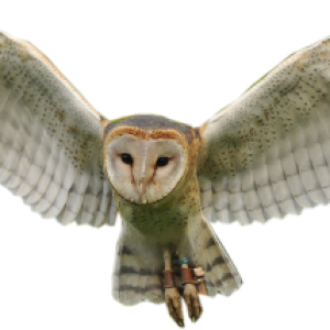 Owl PNG